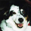 Ginger was adopted in 2003